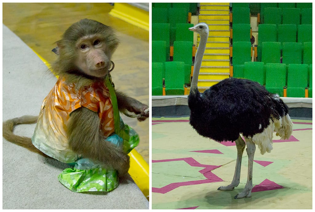 В Государственном цирке Туркменистана появились новые животные-артисты