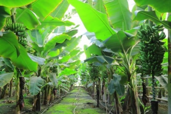 В Марыйском велаяте Туркменистана увеличиваются объемы сбора бананов