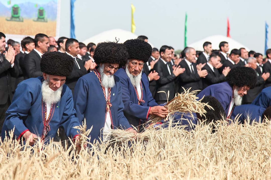 В Дашогузском и Балканском велаятах началась уборка урожая зерновых