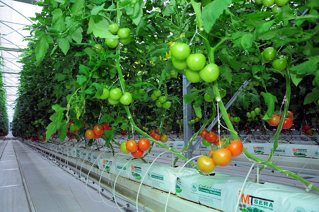 Туркменские фермеры применяют методы безотходного производства 