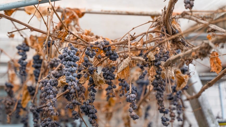 Ýewropa yssydan ejir çekýär