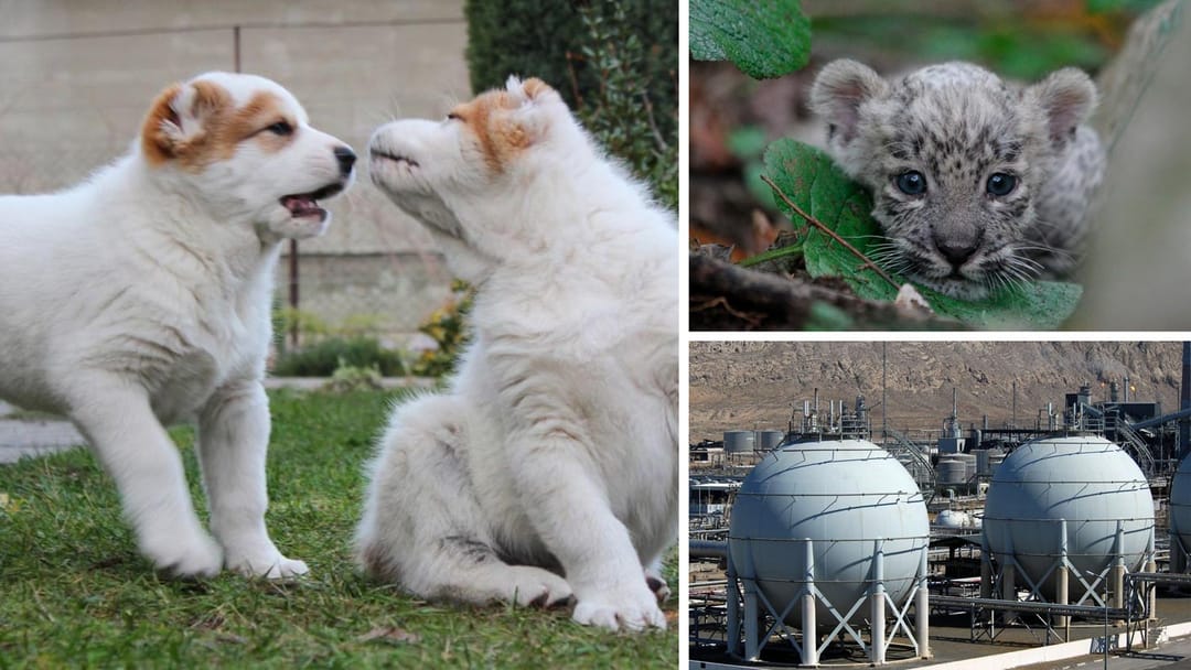 Вышел закон, запрещающий жестокое обращение с собаками, в России ждут леопардов из Туркменистана, Афганистан планирует импортировать туркменские энергоносители