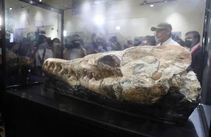 В Перу нашли останки кита возрастом 36 миллионов лет