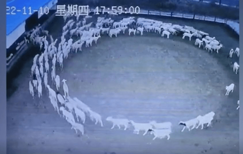 Goýun sürüsi on iki günläp bir duran ýerinde aýlandy