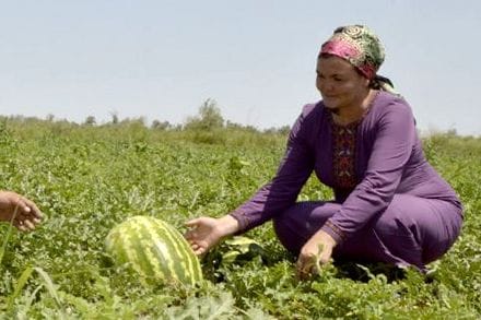 В Лебапском велаяте вырастили арбуз весом 23 килограмма