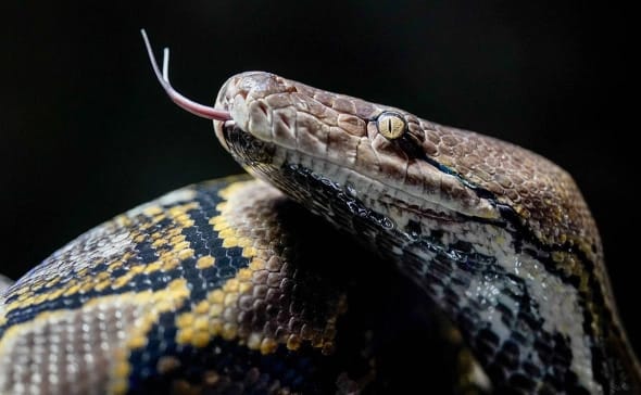 Bangladeşde äpet piton alty geçini ýuwutdy