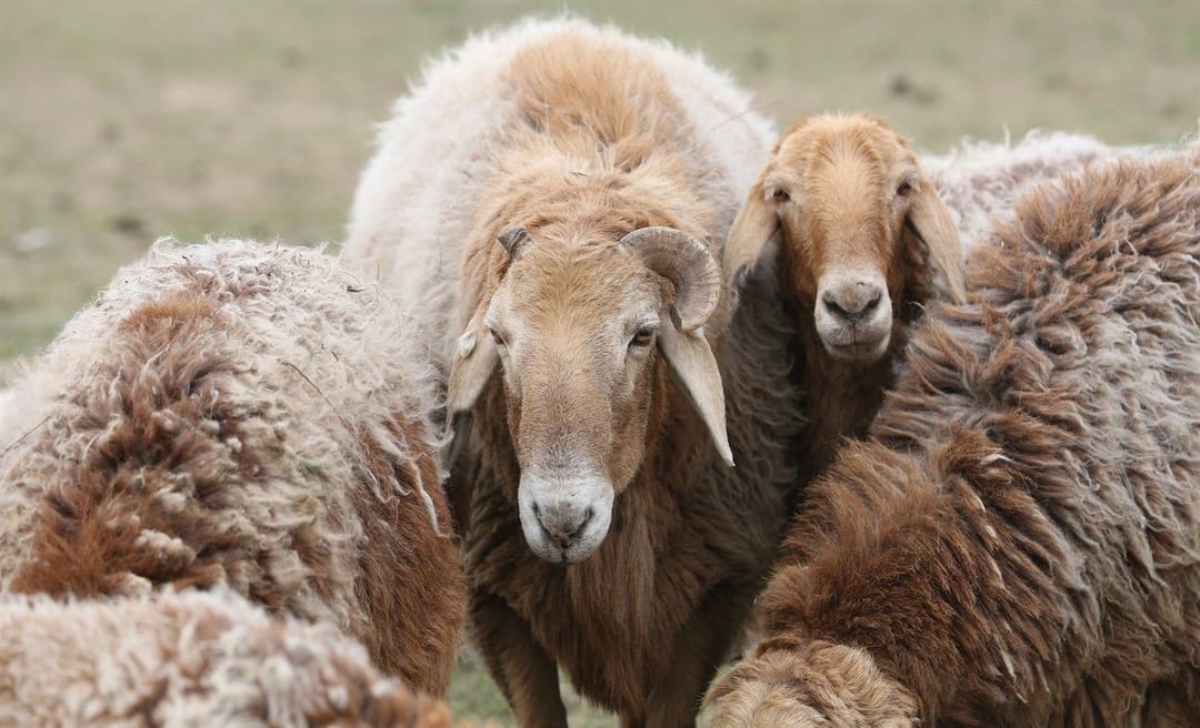 В частных хозяйствах Балканского велаята разводят сараджинскую породу овец и верблюдиц «арвана»