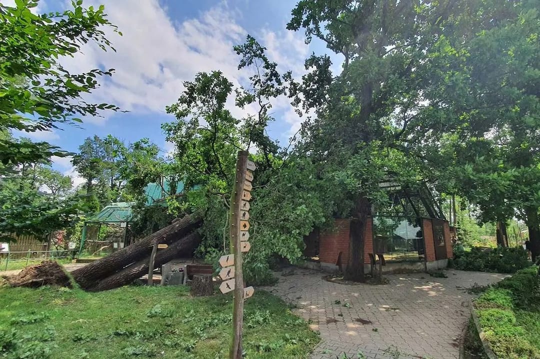 Çek Cumhuriyeti'nde kasırgadan zarar görmüş ağaçlar, parklar için bank yapımında kullanıldı