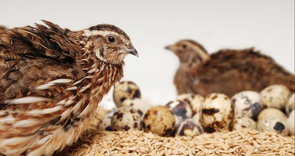 В Туркменистане возводятся три перепелиные фермы