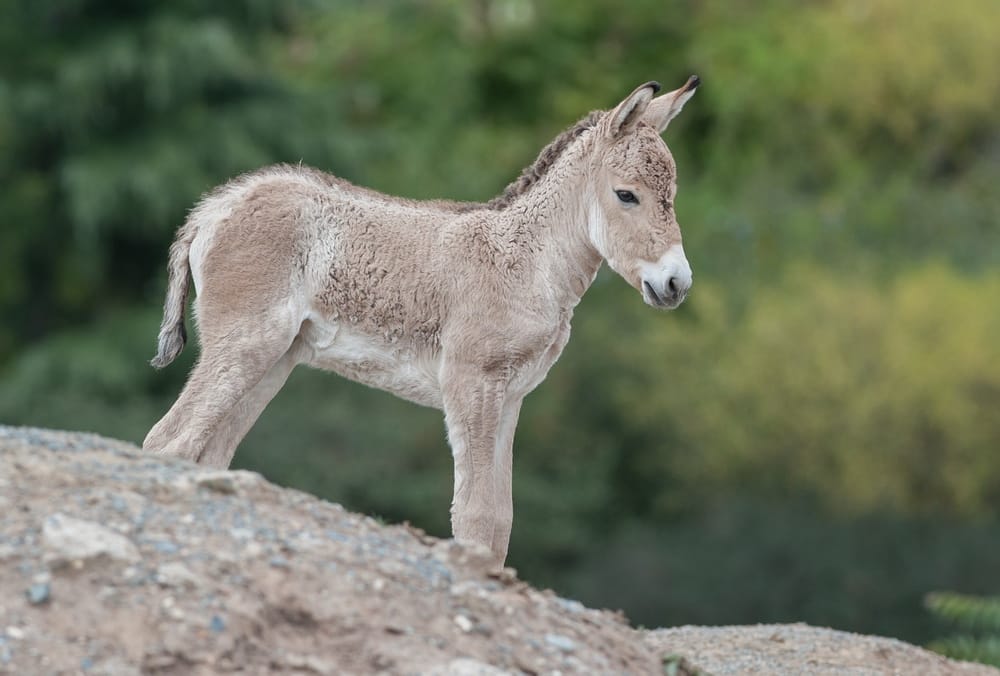 В заказнике Копетдагского природного заповедника Туркменистана родился куланёнок 