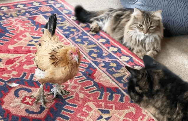 20 ýaşly towuk dünýäde iň uzak ýaşly diýlip ykrar edildi