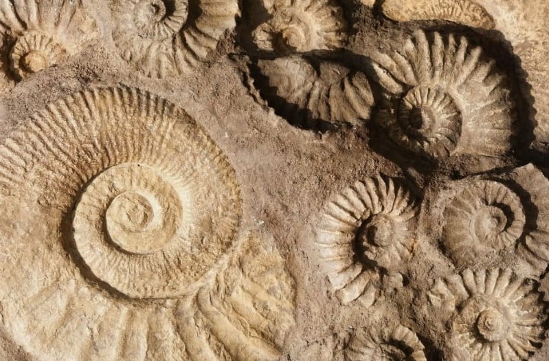 При нефтегазовом НИИ в городе Балканабате действует музей палеонтологии