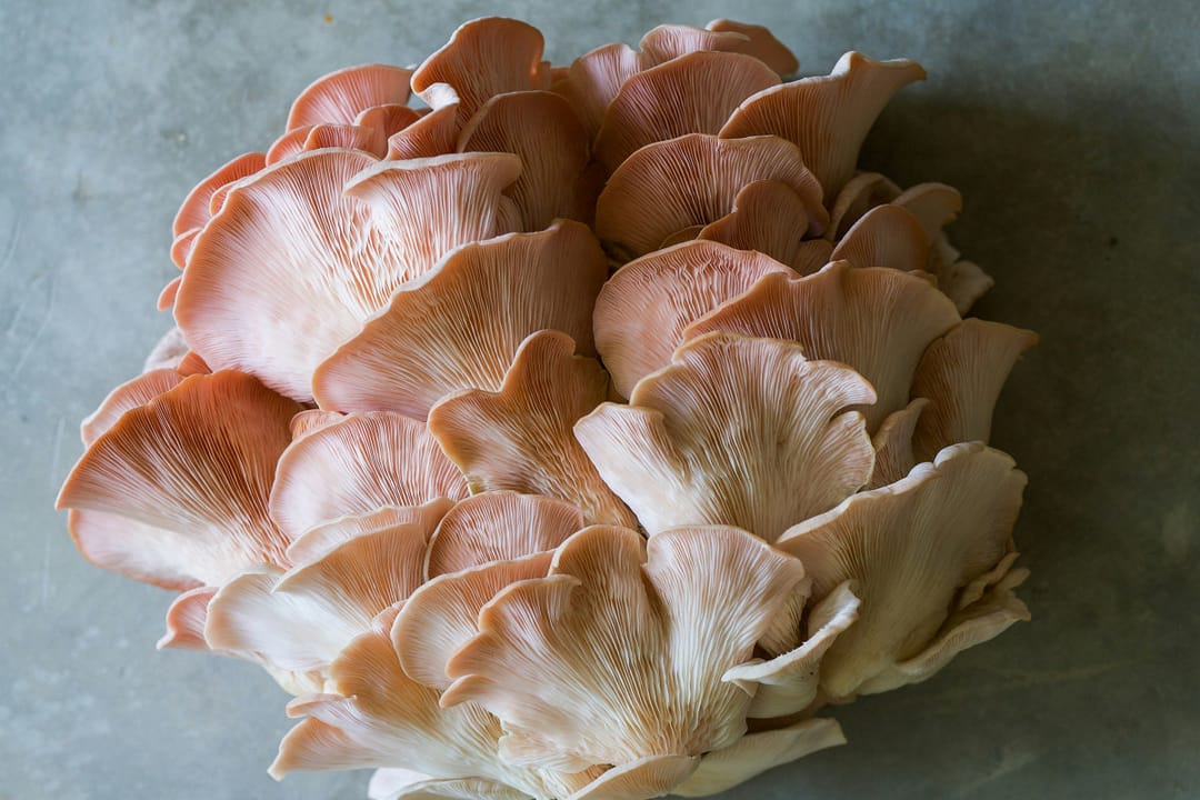 Намибия планирует строительство домов из грибов