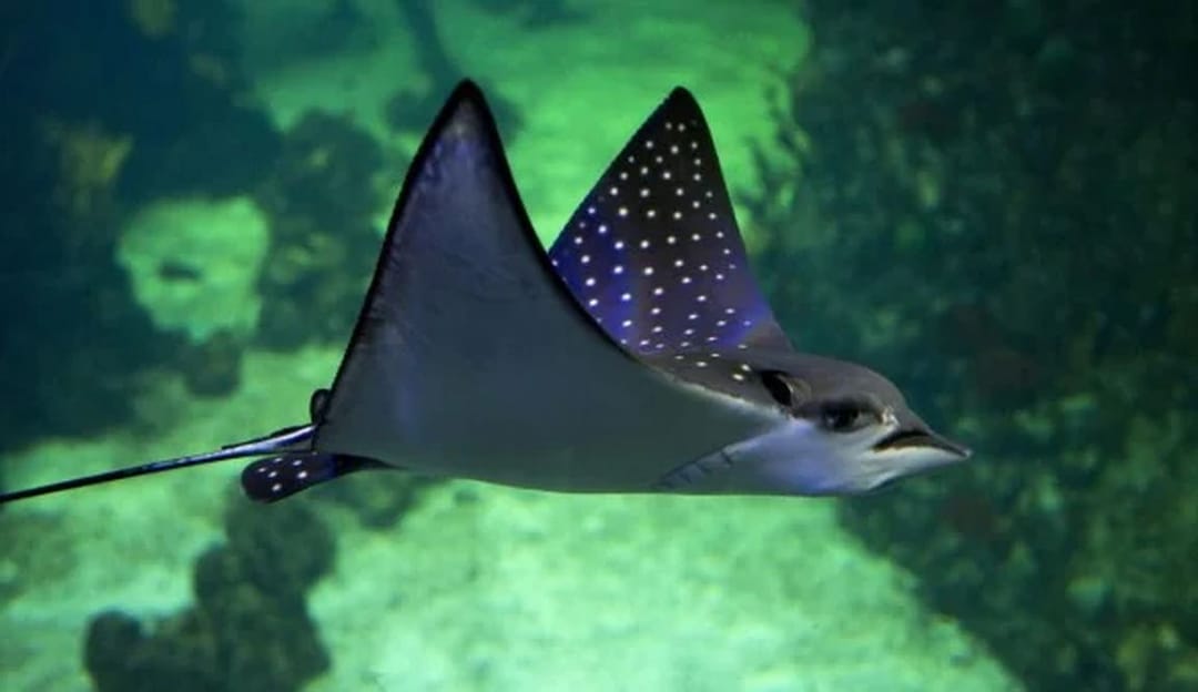 Hindistan'da balıkçılar, ağırlığı bir tonu aşan dev manta vatozu yakaladı