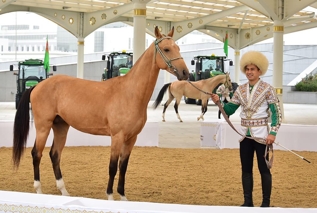 В Ашхабаде состоялся смотр лучших представителей ахалтекинской породы лошадей