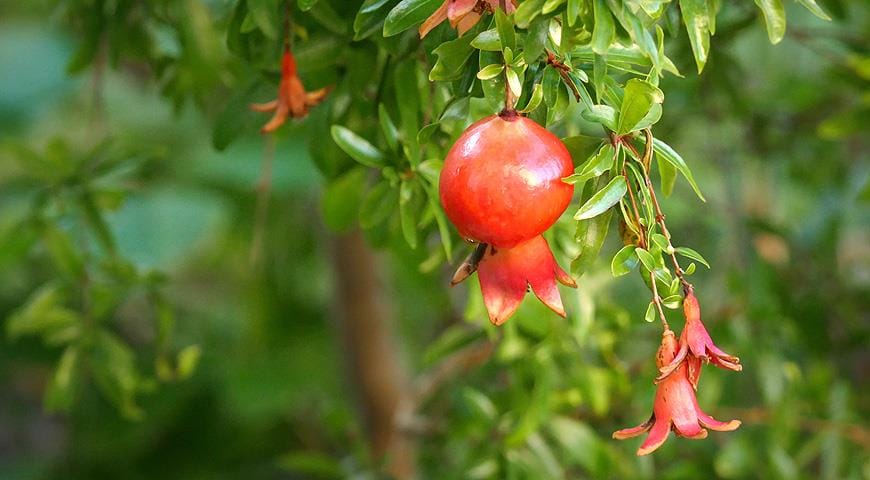 Balkan welaýatynda nar we zeýtun ösdürilip ýetişdirilýär
