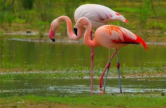 Türkmenistanyň goraghanalary: Hazar goraghanasy ýurdumyzyň özboluşly tebigy baýlygydyr
