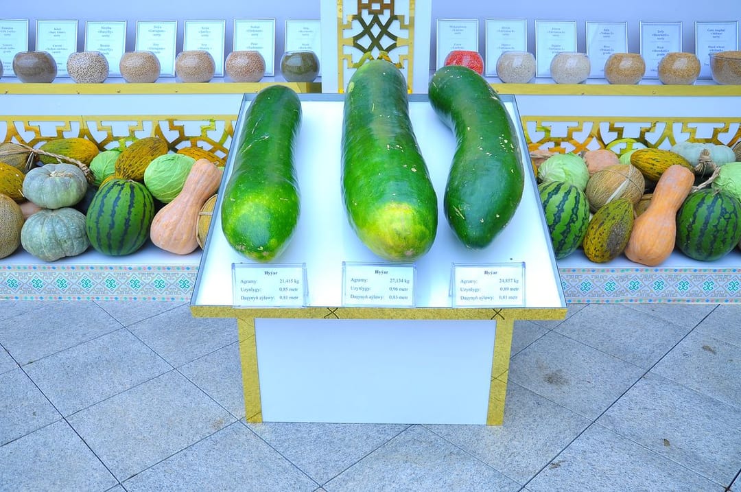 Лебапские огурцы-великаны «приехали» на Международную выставку в Ашхабад