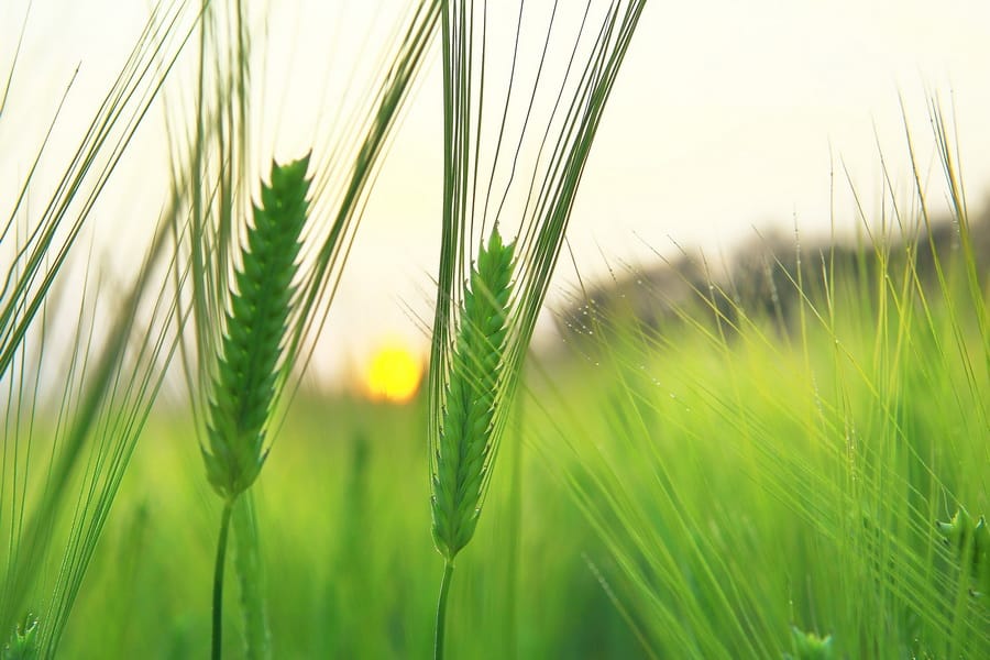 В Дашогузском велаяте Туркменистана под ячмень отведено 1000 гектаров