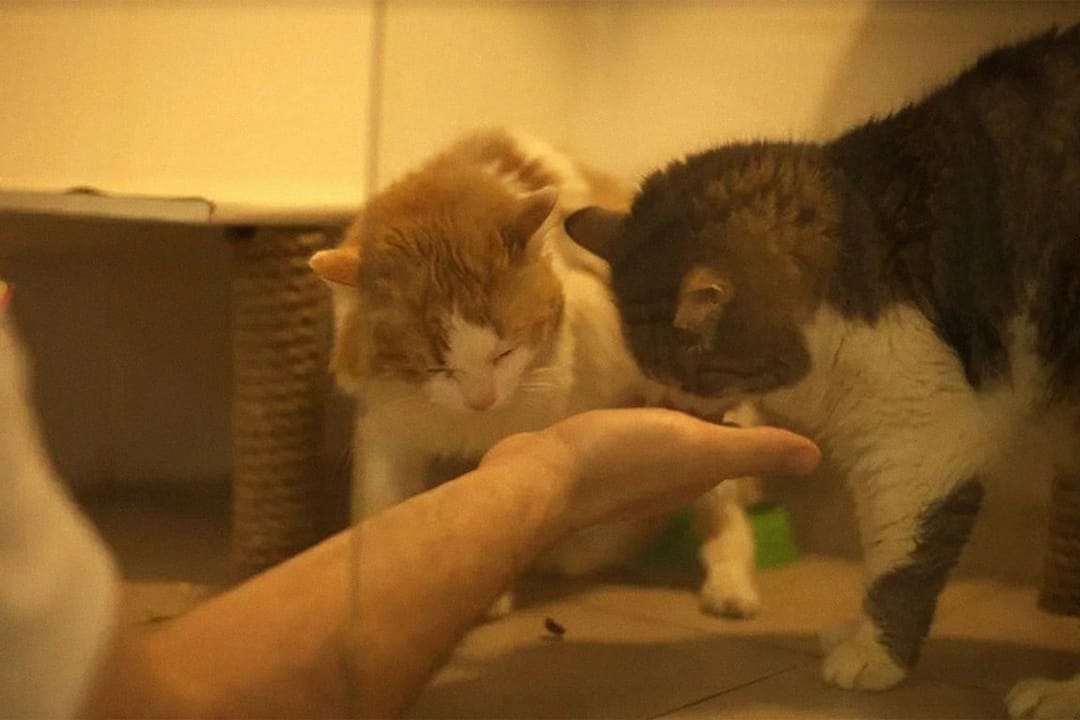 Для снижения уровня стресса сотрудников японская компания приютила в офисе бездомных кошек 