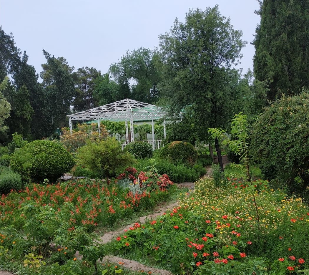 Специалисты Ашхабадского ботсада исследуют выращивание многолетних тропических экзотов