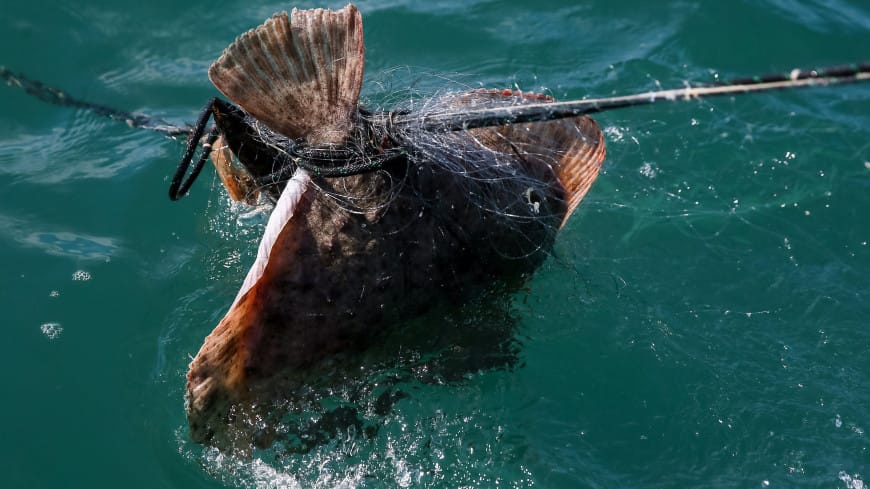 Norwegiýada agramy 180 kilogram bolan paltus balygy tutuldy