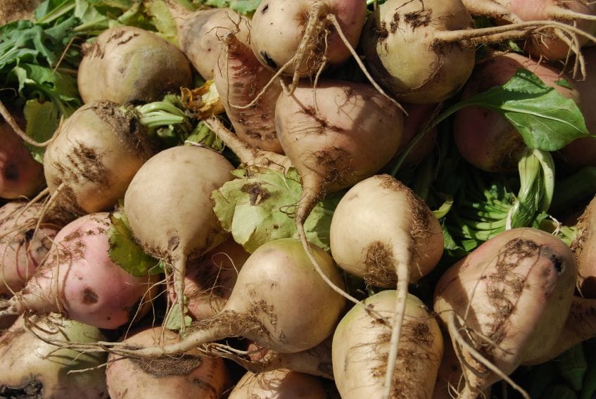 Mary we Balkan welaýatlarynda şugundyr ýygymyna girişildi