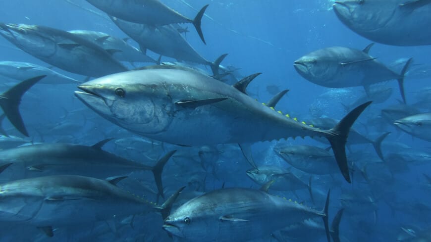 Japonya'da 238 kiloluk dev ton balığı 800 bin dolara satıldı