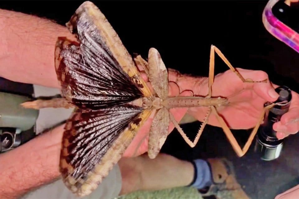 Awstraliýada iň agyr mör-möjek tapyldy