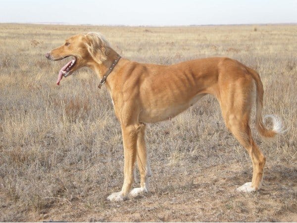 Казахские тазы удостоились высшей награды на кинологическим чемпионате мира