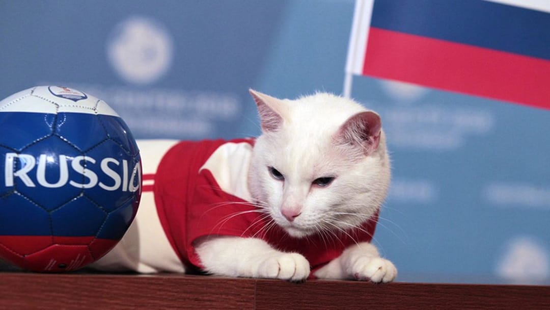 Предсказывать результаты футбольных матчей в Санкт-Петербурге будет кот
