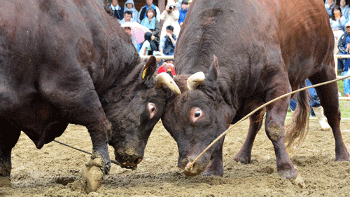 Haýwanlary goraýjylar öküz uruşlaryny ýatyrmagy talap edýärler