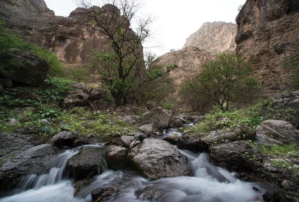 Исполняется 35 лет с момента создания Койтендагского заповедника Туркменистана