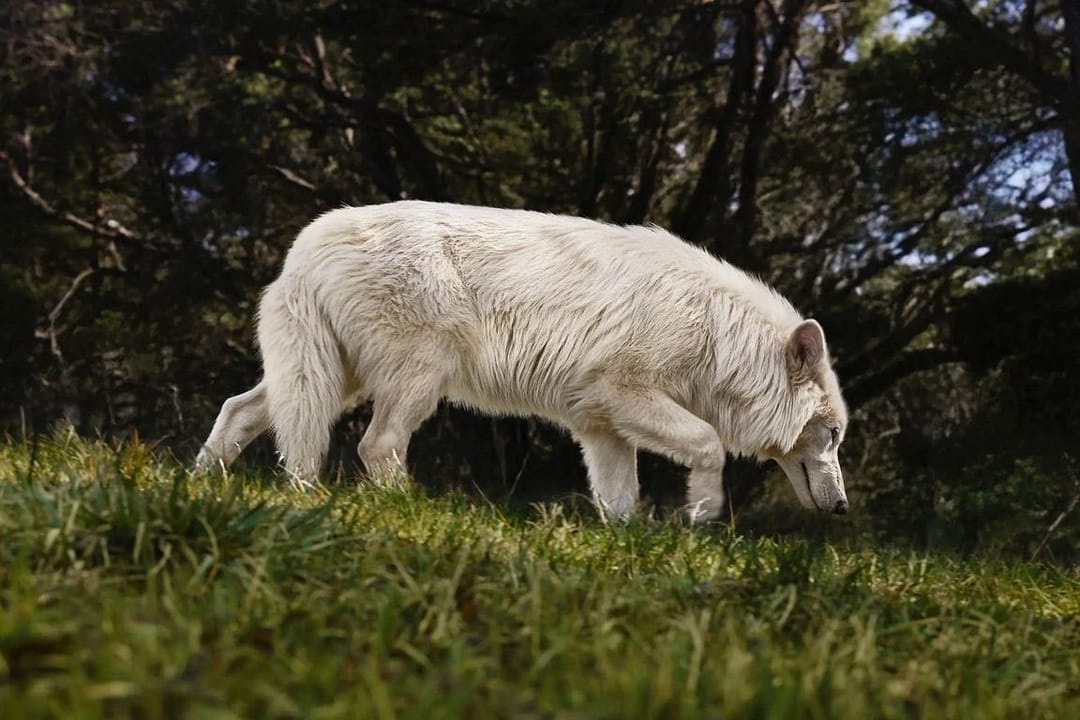 Стартап из США воскресил древний вид волка, исчезнувший 10 тысяч лет назад