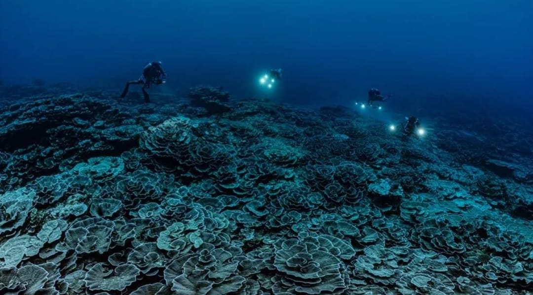 The largest deep coral reef found off the coast of Tahiti