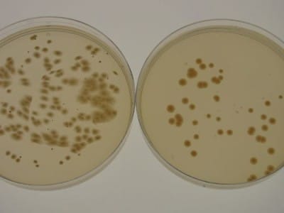 Ученые создали обувь из бактерий