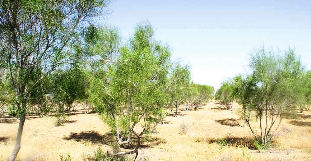 Türkmen alymlary çöl şertlerinde miweli ekinleri ýetişdirmegiň mümkindigini aýdýarlar