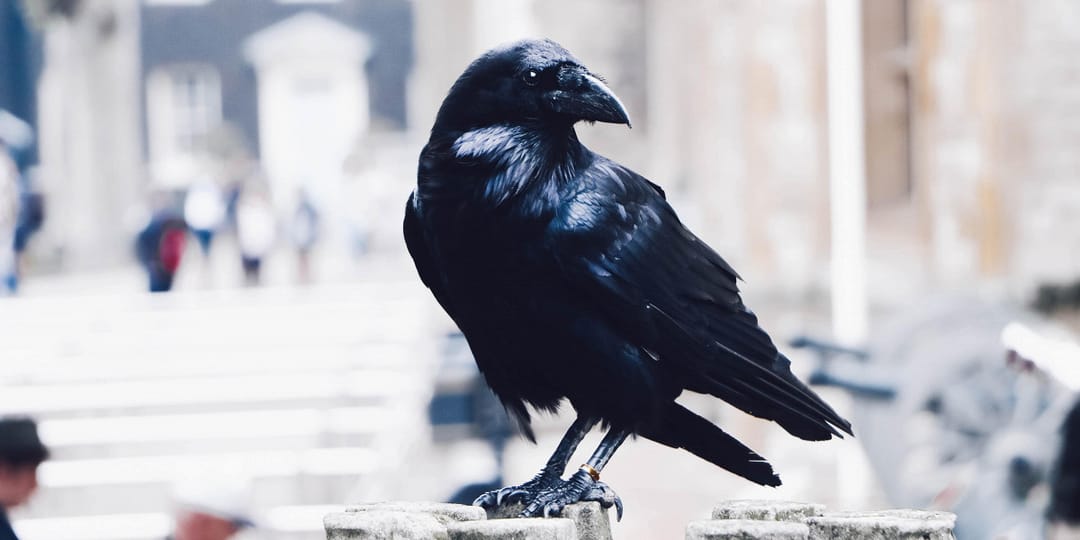 В Швеции ворон научат собирать окурки с улиц