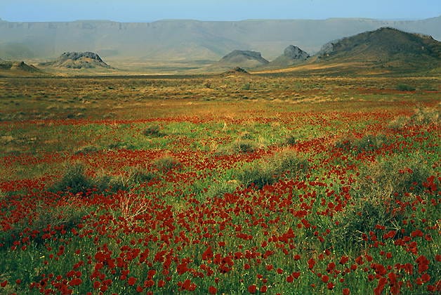 В Туркменистане снимается экологическое кино