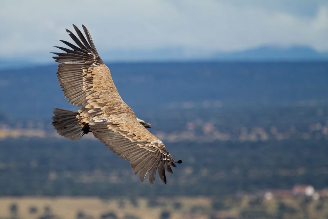 Sharp decline in bird of prey population in Africa threatens people