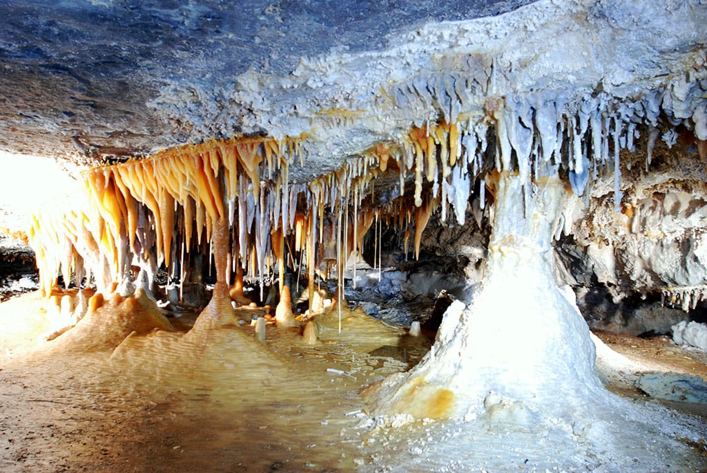 Койтендагский заповедник Туркменистана отметил свой 35-летний юбилей