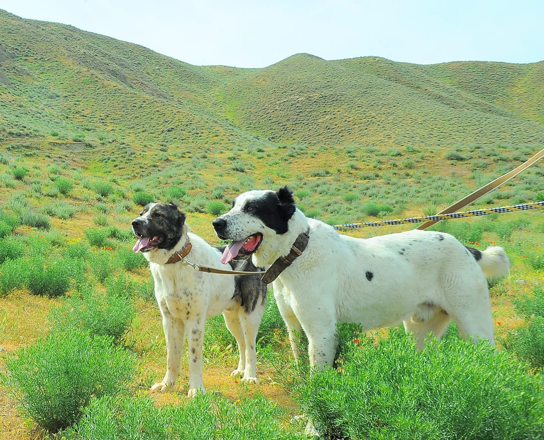 В Туркменистане будет создано хозяйственное общество «Туркменский алабай»