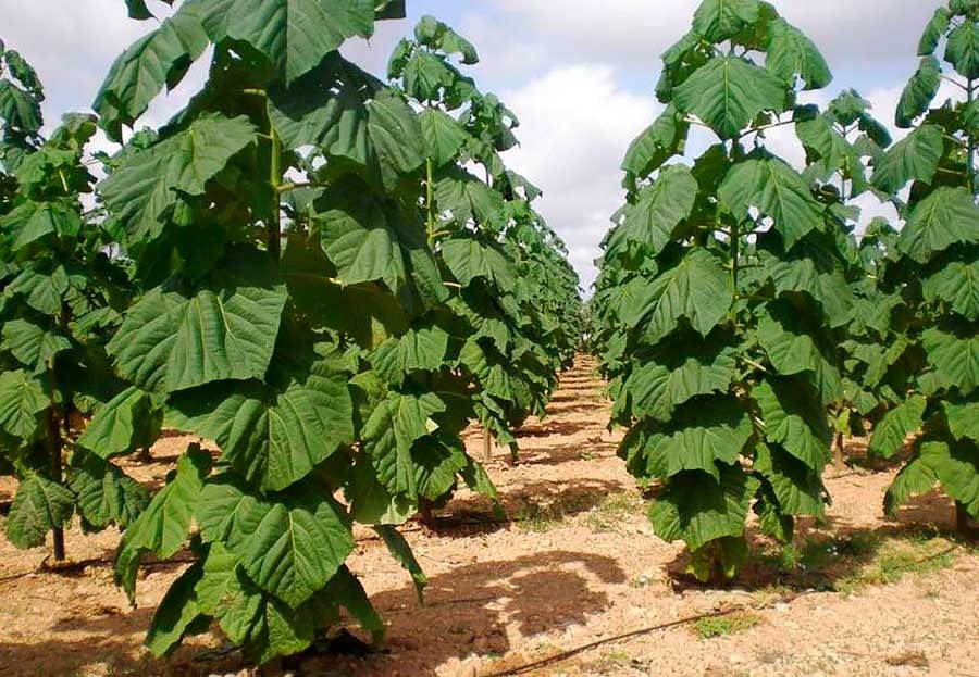 Туркменские фермеры занимаются выращиванием павловнии