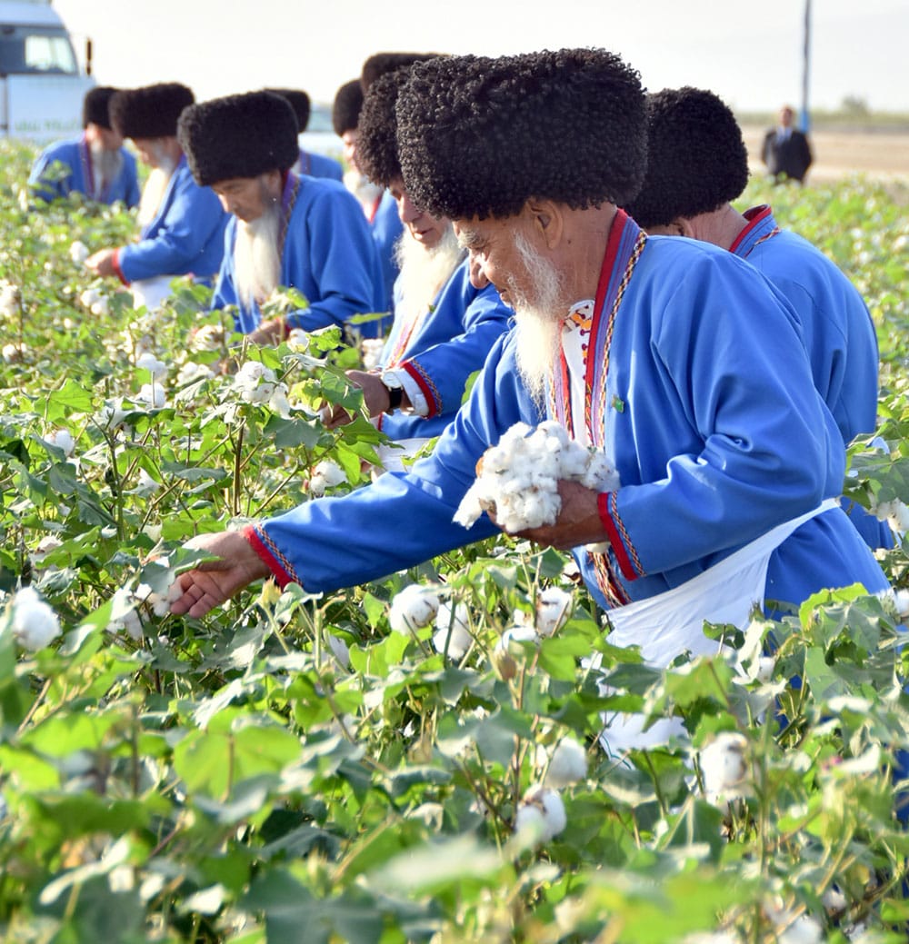 В Туркменистане стартовала хлопкоуборочная страда