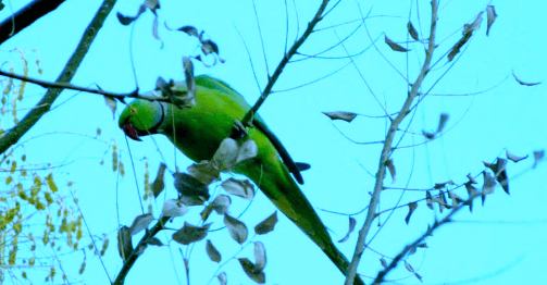 Parrots spotted in Ashgabat parks