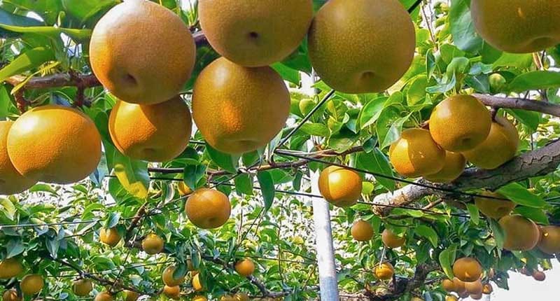 Экзотический в Туркменистане фрукт поспевает у садовода из Ахала