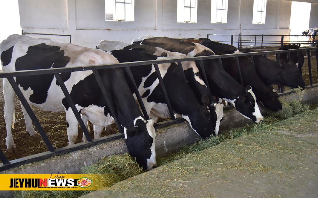 Лебапский фермер разводит немецких коров