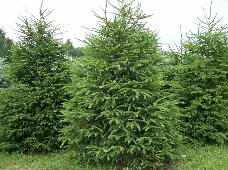 Perm sebiti Türkmenistana Täze ýyl arçasynyň nobatdaky tapgyryny eksport etdi