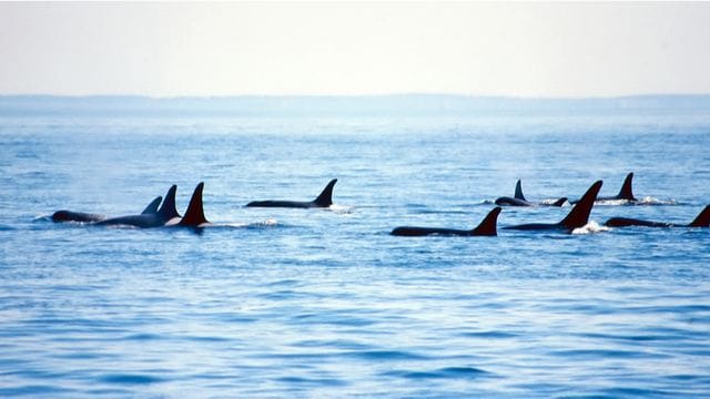 Хищные дельфины отправили на дно парусную яхту