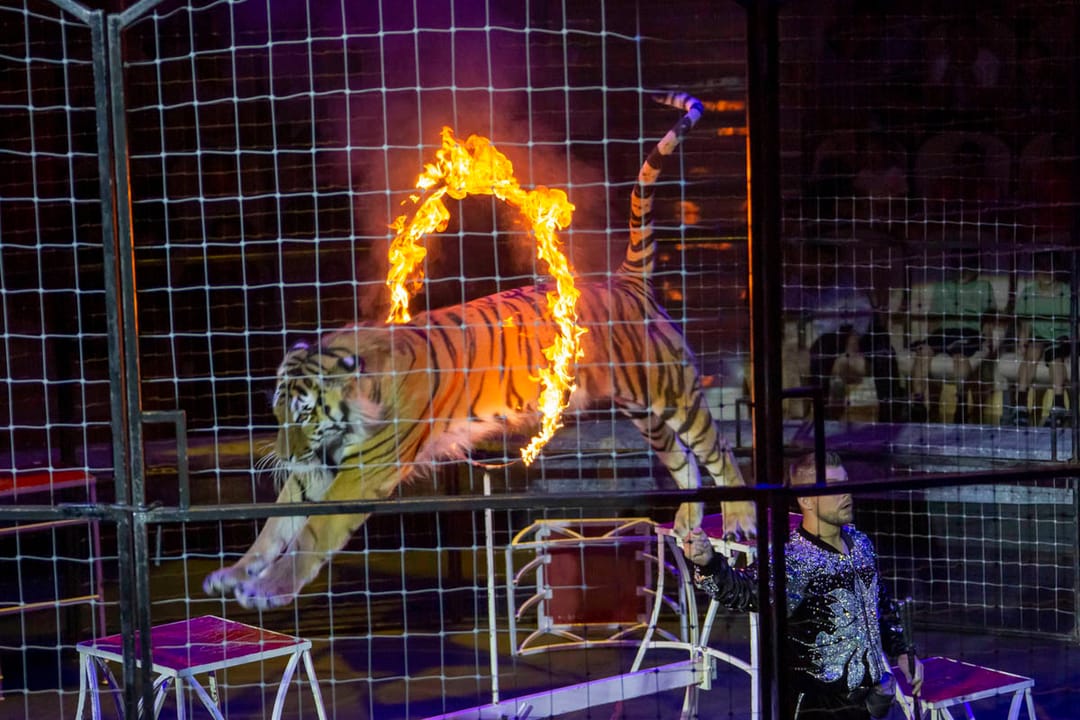 Артисты московских цирков открыли недельную программу выступлений в городе Аркадаг